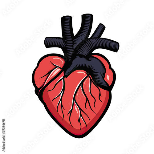 Detailed anatomical human heart illustration with arteries and veins in flat minimalist vector style isolated on white background for medical education and biology concepts
