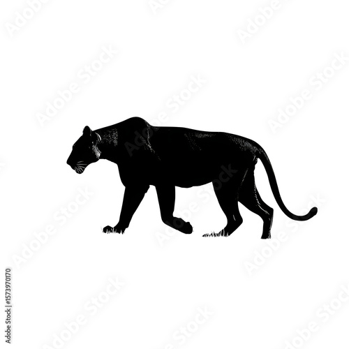  Silhouette of jungle lioness mid-step with sleek body arc, isolated on transparent background