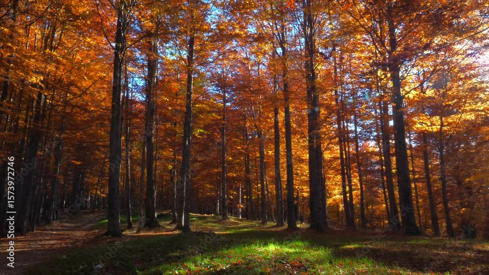 In the middle of autumn forest, sun rays light through tree branches In the middle of autumn forest, sun rays light through tree branches