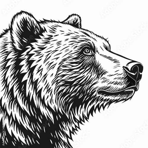 vector illustration of a bear