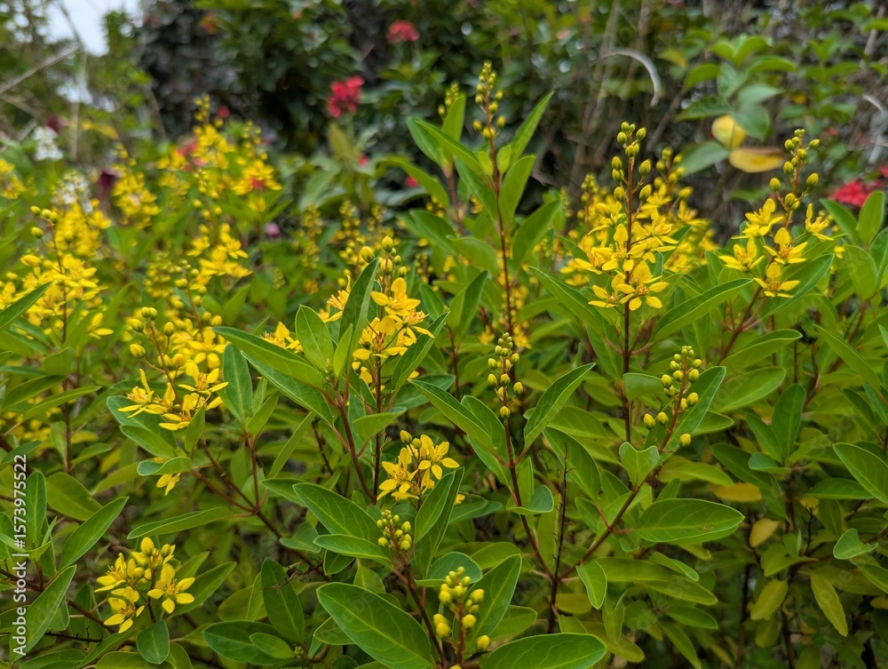 Fototapeta premium Yellow flowers and light green oblong leaves of Shower of Gold plant (Galphimia glauca)