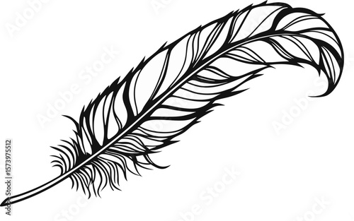 feather on white background