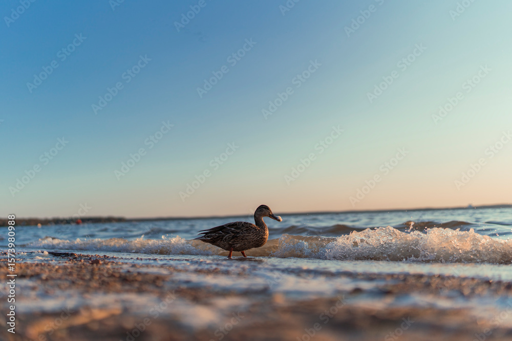 Fototapeta premium Duck walking along the shoreline with gentle waves during sunset 