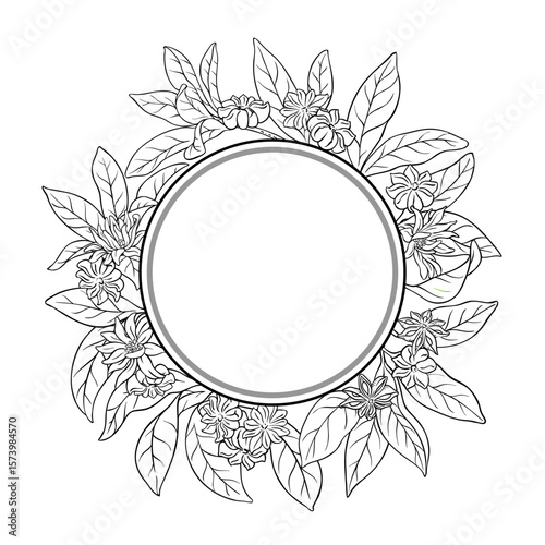 Anise Branch with Flowers, Seeds and Leaves Outline Round Frame. Organic natural nutritional healthy food ingredient, vegetarian diet product. Vector isolated for design or decoration.