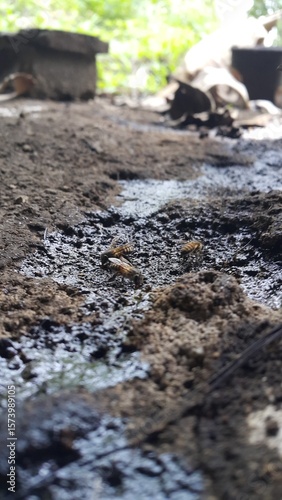 Wallpaper Mural Apis melifera, Pcela, Austroplebeia australis. Perfect for documentaries about tropical rainforests and World Environment Day on June 5th. Torontodigital.ca