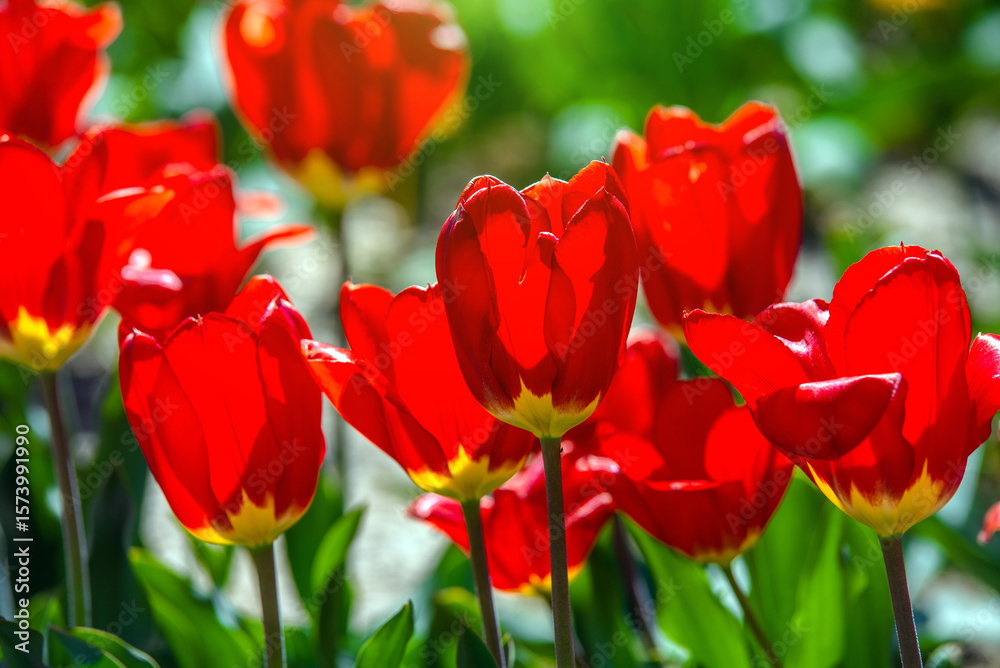 Fototapeta premium red tulips bloom on a green natural background