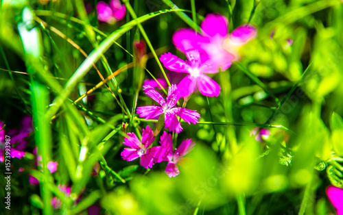 Purple wildflowers among the grass