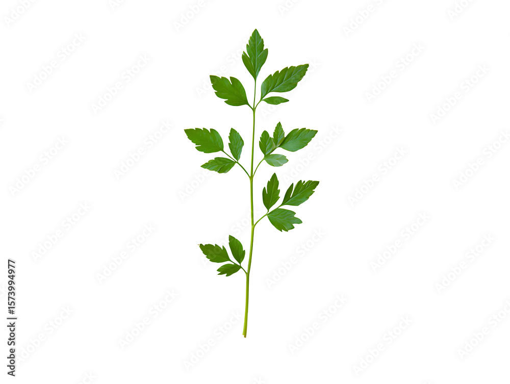 Naklejka premium Fresh parsley herb sprig isolated on transparent background