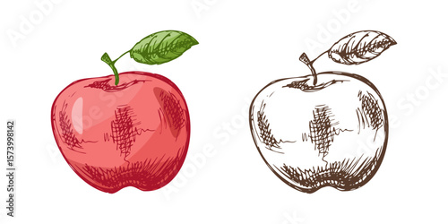Hand drawn sketch style fruit , vintage apple color and monochrome Illustration.