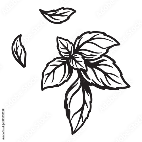 Black and white vector illustration of fresh basil leaves for culinary and design use