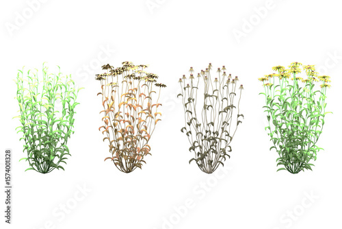 Tableau sur toile Four stages of blackeyed susan plant growth.