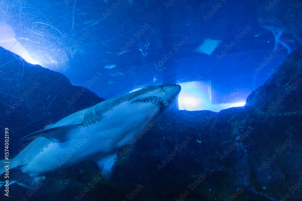Fototapeta premium great white shark