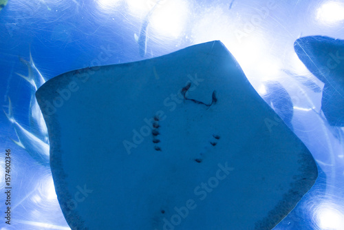 stingray