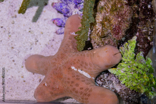 starfish on the rocks