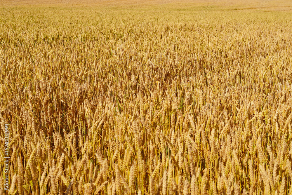 Ears of wheat. Ears of wheat.