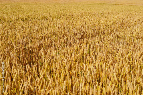 Ears of wheat.