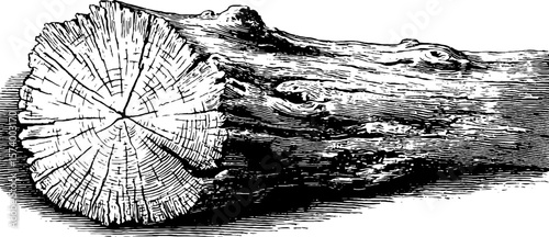 Weathered wood cross section showing growth rings for rustic design and natural patterns