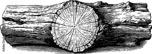 Weathered wood cross section pattern with growth rings for textured background design