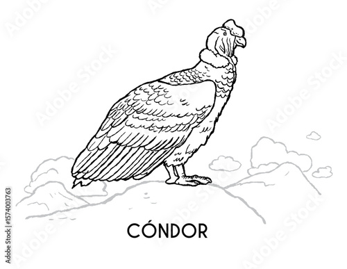 Condor  in the mountains