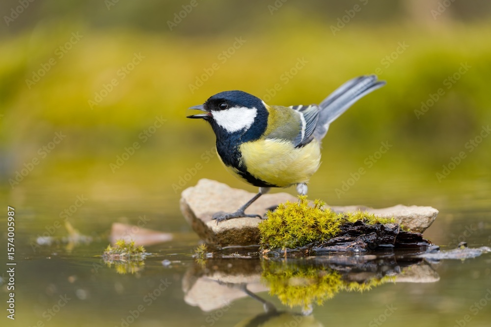 Obraz premium A cute great tit sits on stone and drinks water from a forest pond. Parus major. A titmouse in the nature habitat.