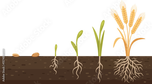 Illustration showing the different stages of a wheat plant growing from seed to mature plant stages
