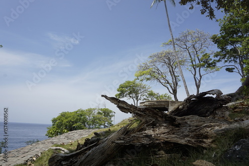 Fototapeta Naklejka Na Ścianę i Meble -  tree on the beach