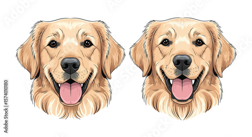 Two golden retriever dog head illustrations with happy expressions on white background