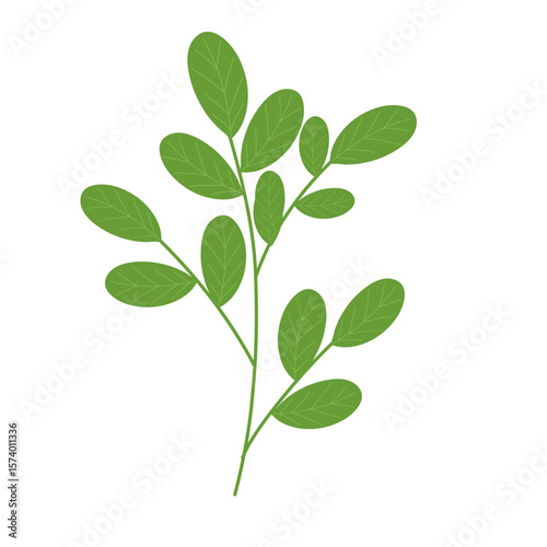 Hand-drawn illustration of Moringa leaf vegetable. Flat design illustration of green Moringa leaf. Illustration of Moringa leaf vegetable. Illustration of herbal leaf 