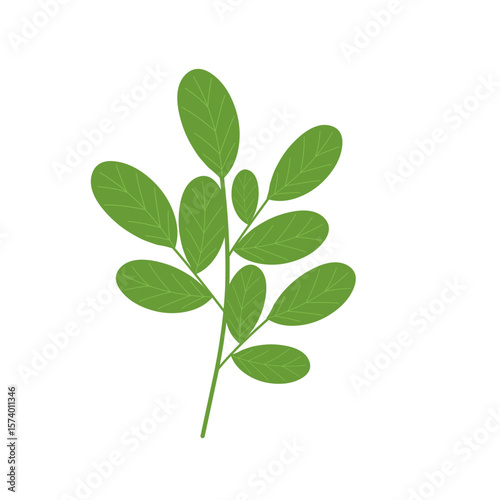 Hand-drawn illustration of Moringa leaf vegetable. Flat design illustration of green Moringa leaf. Illustration of Moringa leaf vegetable. Illustration of herbal leaf 