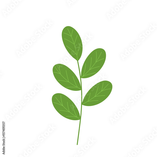 Hand-drawn illustration of Moringa leaf vegetable. Flat design illustration of green Moringa leaf. Illustration of Moringa leaf vegetable. Illustration of herbal leaf 