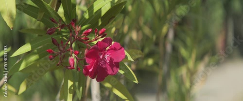 Close-up of Nerium plant inflorescence shallow DOF 4K scope video