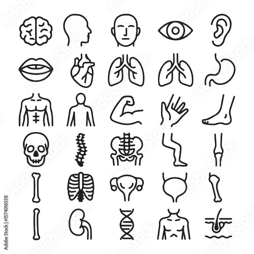 Human Anatomy Line Icons Set – Organs, Body Parts, Skeleton, Medical Diagram Symbols

