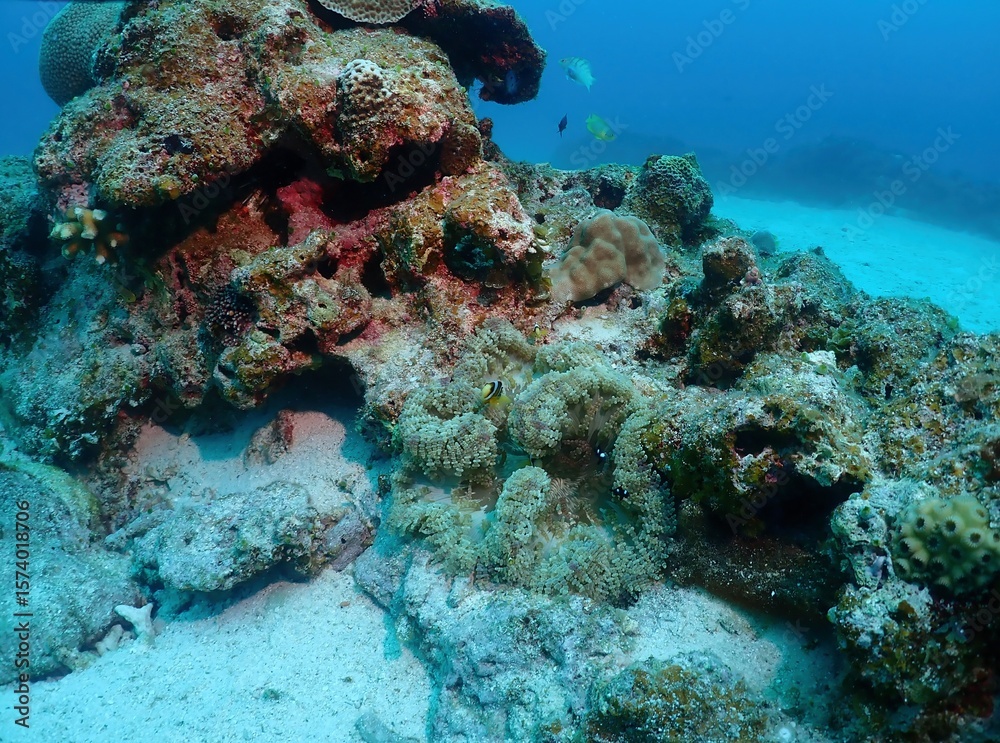 Obraz premium Coral reef in Kerama, Okinawa