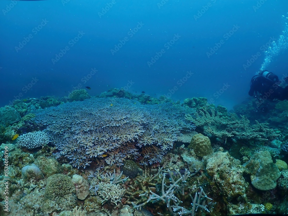 Fototapeta premium Coral reef in Kerama, Okinawa