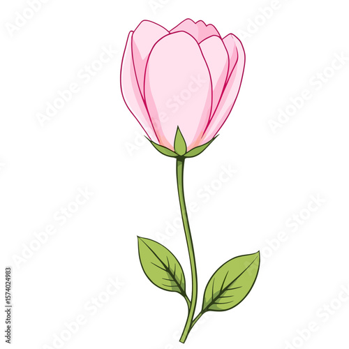 pink tulip, vector