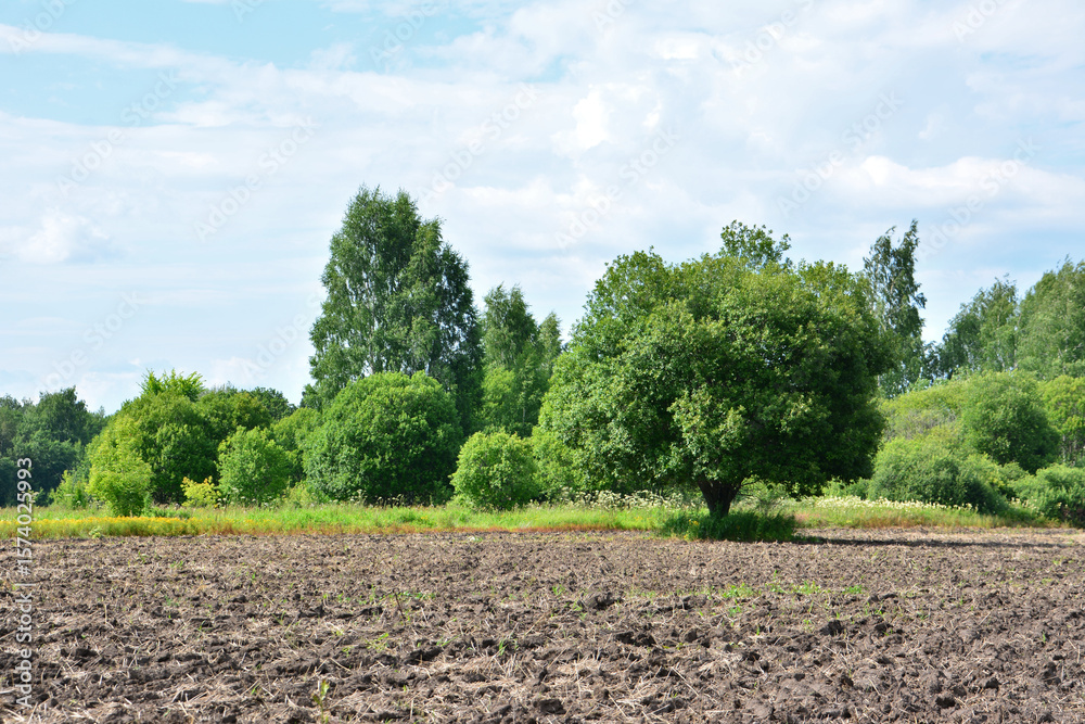 Obraz premium agricultural Field and Lush Trees Under a Blue Sky wallpaper copy space