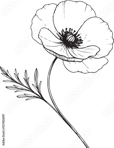 Opium Poppy Flower Papaver somniferum Vector Illustration, Sketch Drawing Line Linear Symbol Icon Engraving Coloring Book, Hand-drawn Black and White Isolated
