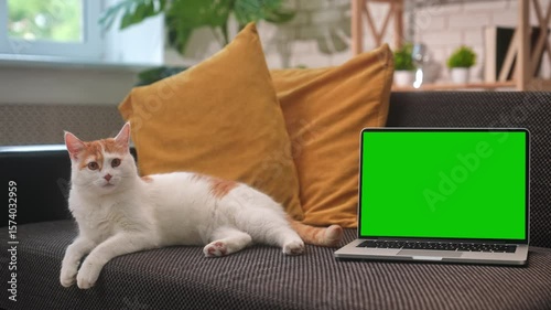 Cute cat resting on sofa near laptop with green screen