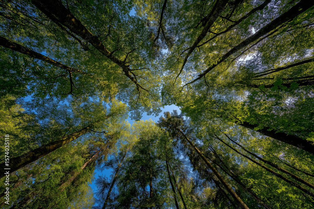 Fototapeta premium 'In the lush, green forest, tall trees reach towards the blue sky with sunlight shining through their leaves.