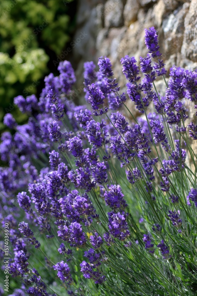 Fototapeta premium Lavender flowers blooming vibrantly in front of a rustic stone wall, enhancing the beauty of a serene garden setting