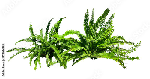 Tableau sur toile natural green fern bush isolated