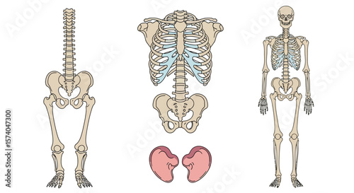 Skeletal system illustration showing the spine, rib cage, and pelvic structure