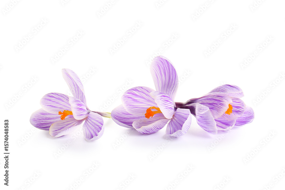 Obraz premium Beautiful Saffron flowers isolated on white background