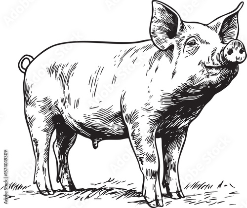 Farm animal illustration depicting a friendly pig on the grass