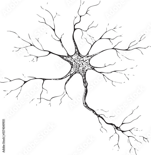 Neuron illustration with dendrites and axon for education