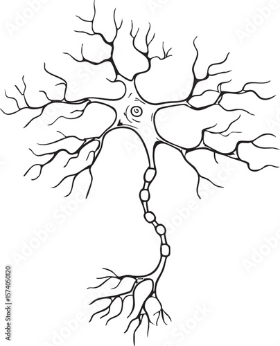 Neuron structure illustrated with detailed dendrites and axon