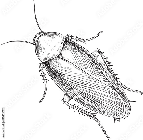Detailed sketch of a cockroach showing anatomical features