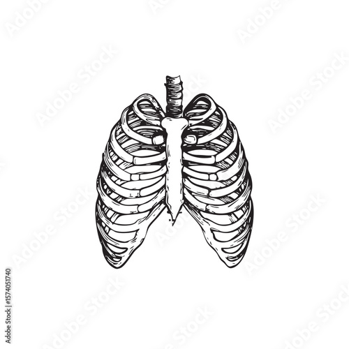 Anatomical illustration of human ribcage for medical education