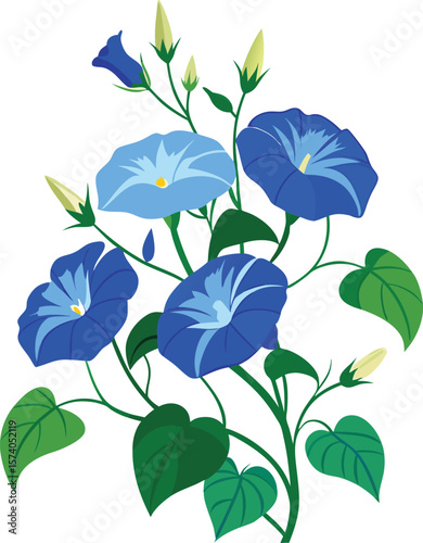 Vibrant blue morning glory flowers and buds on white background