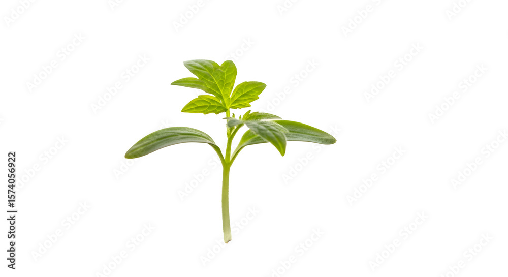 Seedling Grows Upward on Transparent Background Seedling Grows Upward on Transparent Background